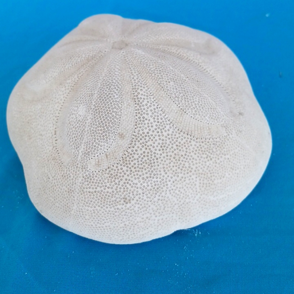 PUFFY SEA BISCUIT Shell, nautical, educational Comes from Florida beach.